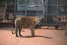 independent safety commentary 18003448192 activity